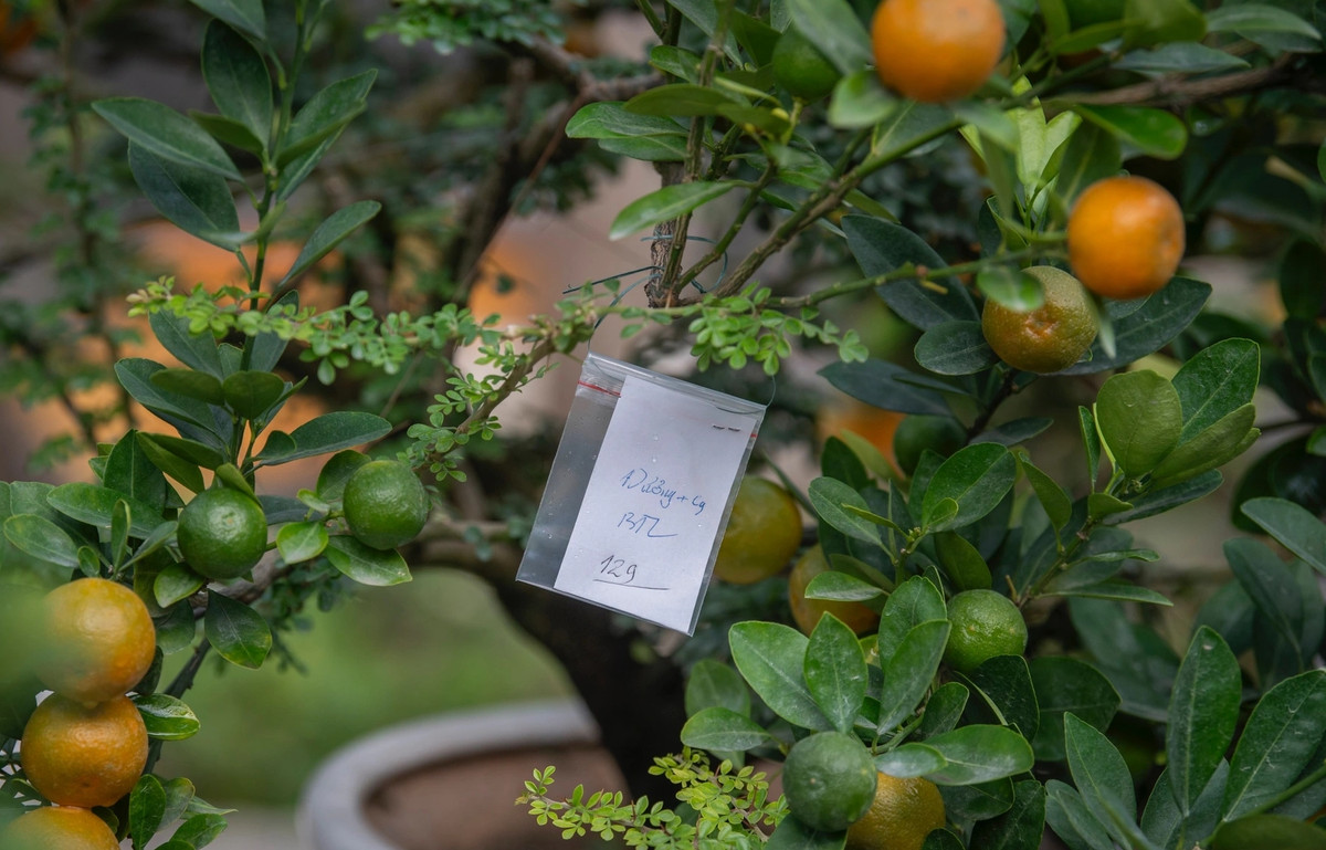 Những chậu quất khách hàng đặt trước đều được ông đánh dấu tên cẩn thận. Ảnh: Dân trí