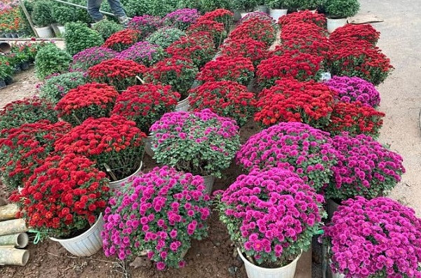 Cúc mâm xôi Hàn Quốc hút khách Cuc mam xoi Han Quoc hut khach