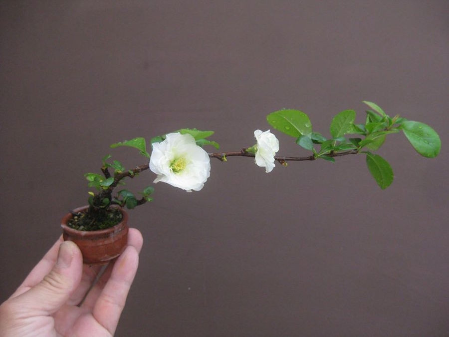 Cây có kích thước càng nhỏ thì kỹ thuật chăm sóc, cắt tỉa, tạo thế cho cây càng phức tạp. Ảnh: Bonsaiempire