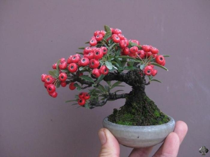 Cây bonsai Firethorn (Pyracantha) có tên gọi thông thường là gai lửa. Loài cây này có nguồn gốc từ một khu vực trải dài từ Tây Nam Âu về phía đông đến Đông Nam Á. Ảnh: Bonsaiempire