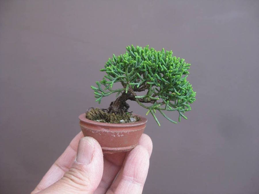Bách xù bonsai chỉ cao khoảng 5 cm vẫn khiến nhiều người mê mẩn. Ảnh: Bonsaiempire