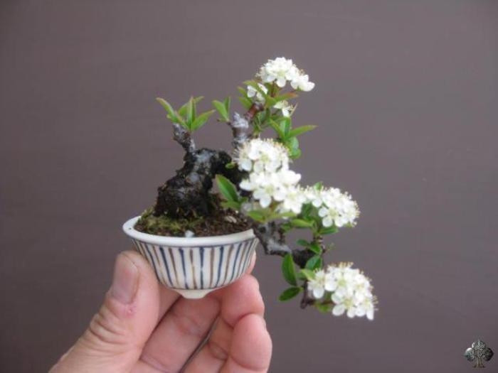 Chậu bonsai có kích thước chỉ từ 4cm – 10cm nở hoa, đưa nghệ thuật thu nhỏ lên một tầm cao mới. Ảnh: Bonsaiempire
