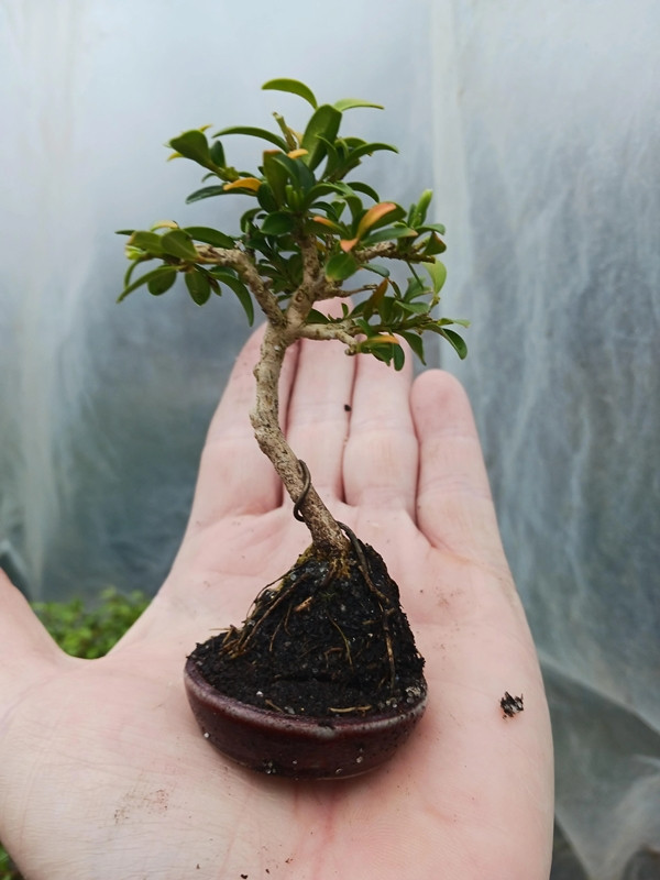 Tác phẩm bonsai nằm gọn trong lòng bàn tay. Ảnh: Reddit