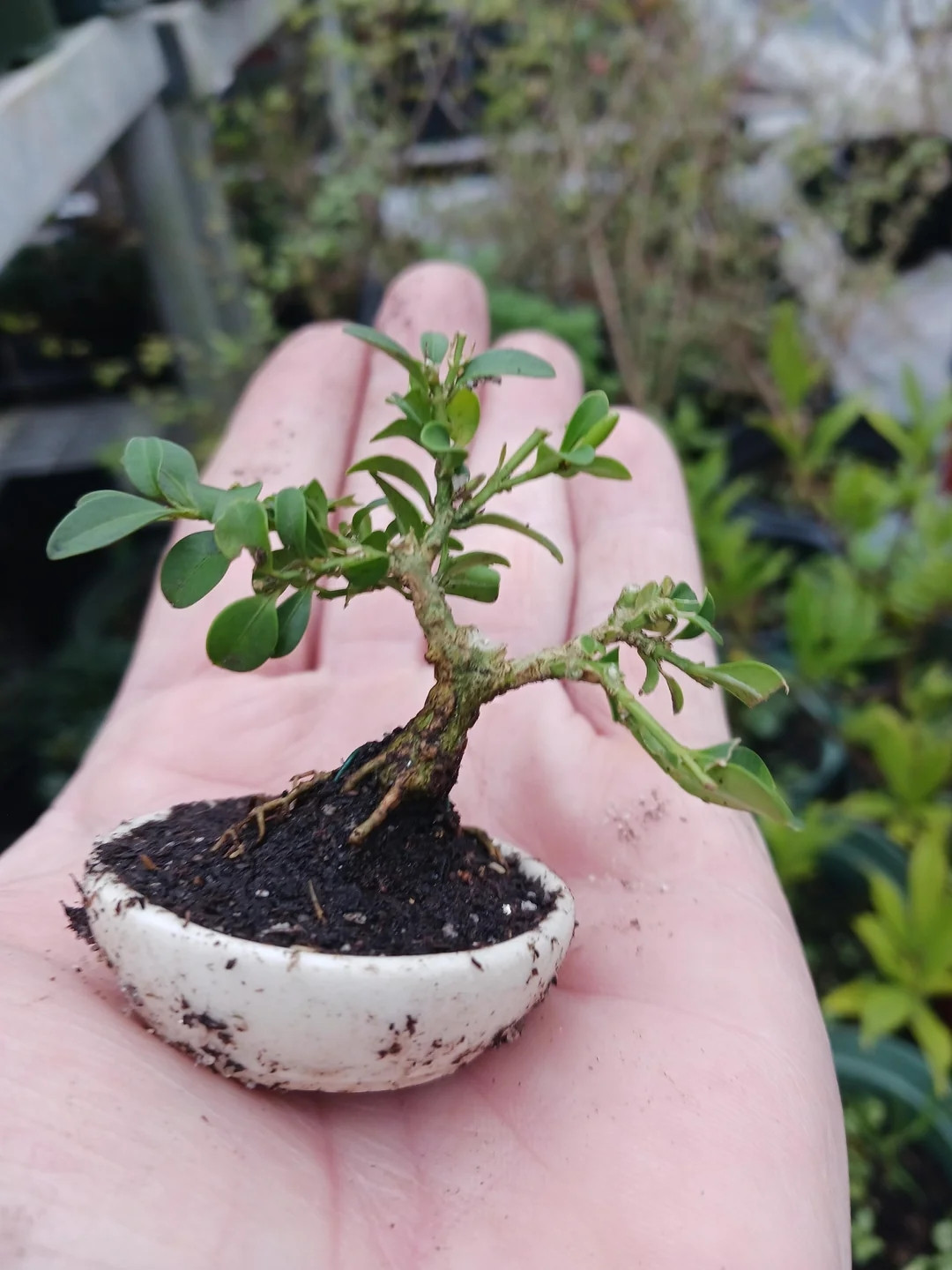 Việc chăm sóc, cắt tỉa những cây bonsai siêu nhỏ là công việc đòi hỏi sự tỉ mỉ. Ảnh: Reddit