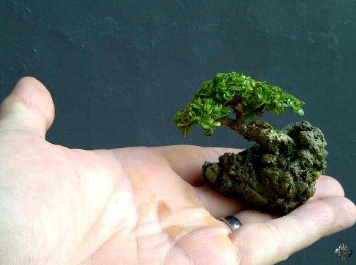 Bonsai mini bám đá đẹp mê mẩn. Ảnh: Jemmy Liauw