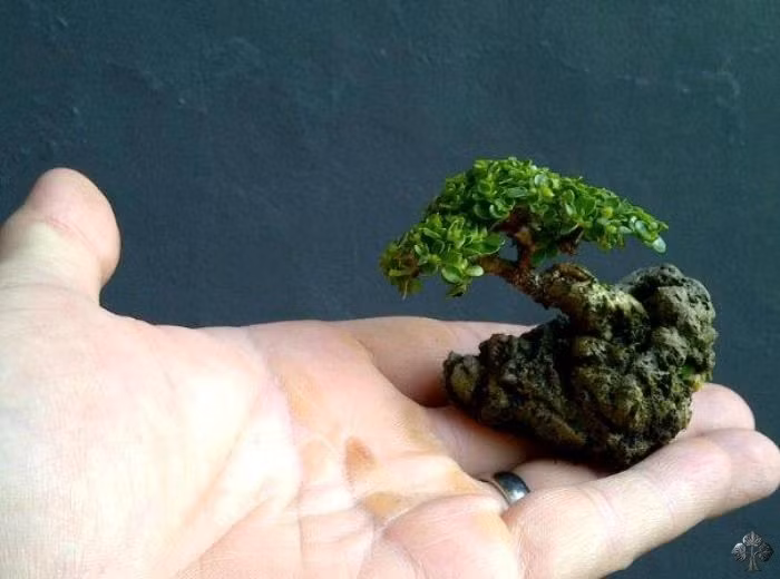 Bonsai mini bám đá đẹp mê mẩn. Ảnh: Jemmy Liauw