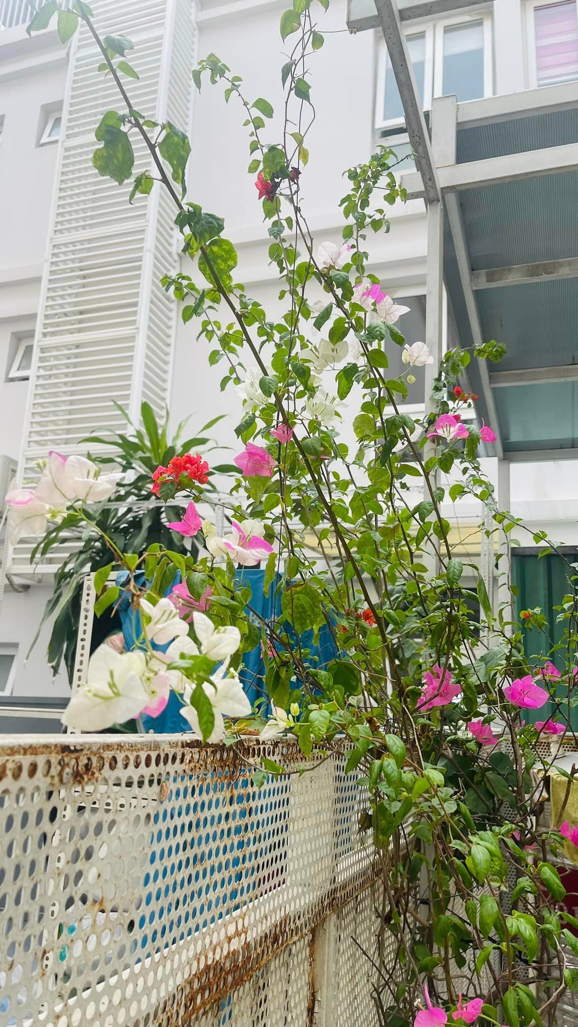 Diễn viên Thân Thúy Hà trồng nhiều loại hoa giấy với các màu sắc khác nhau.