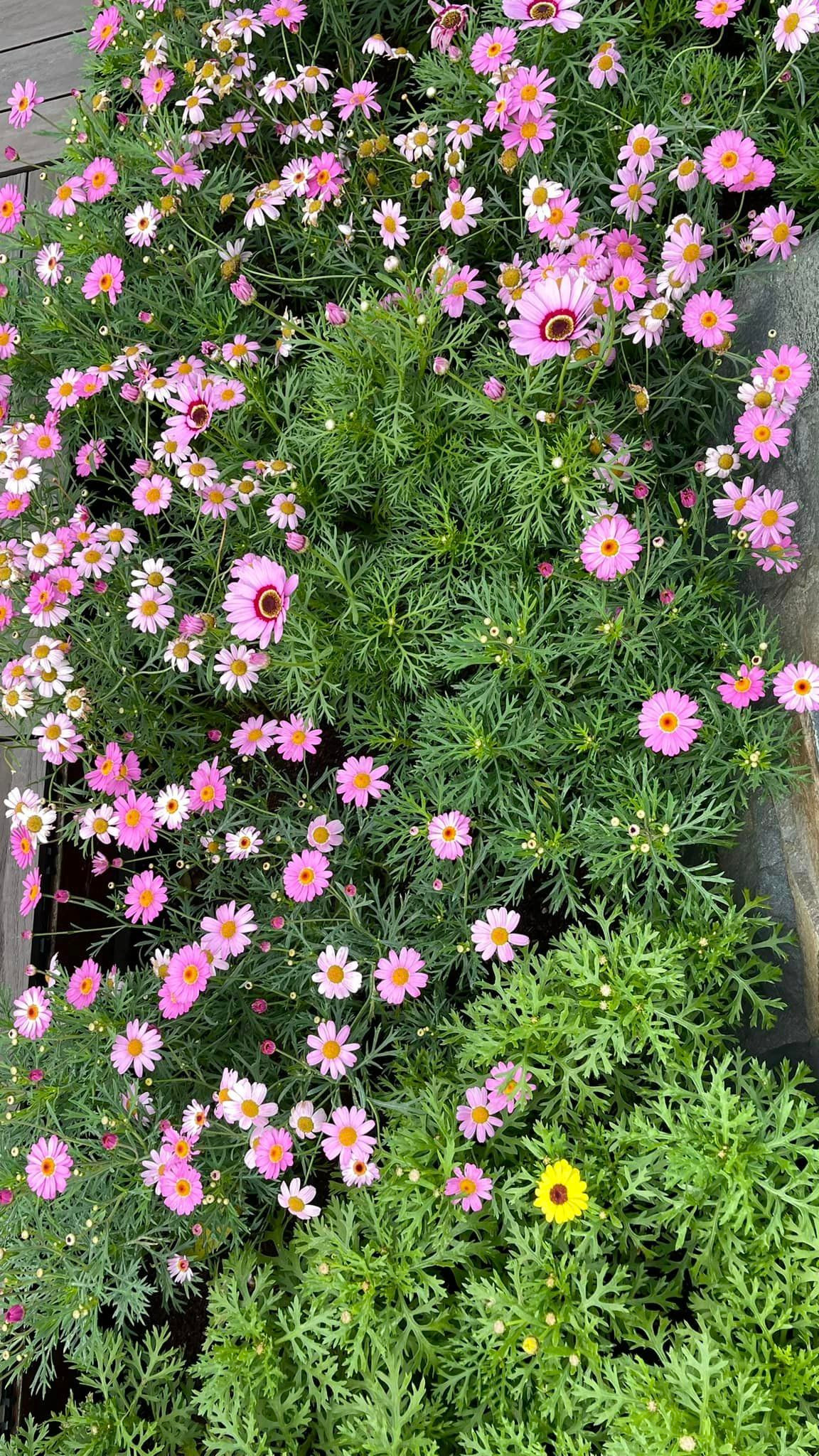 Ai nấy đều cảm nhận được sự bình yên, nhẹ nhàng trong căn nhà.