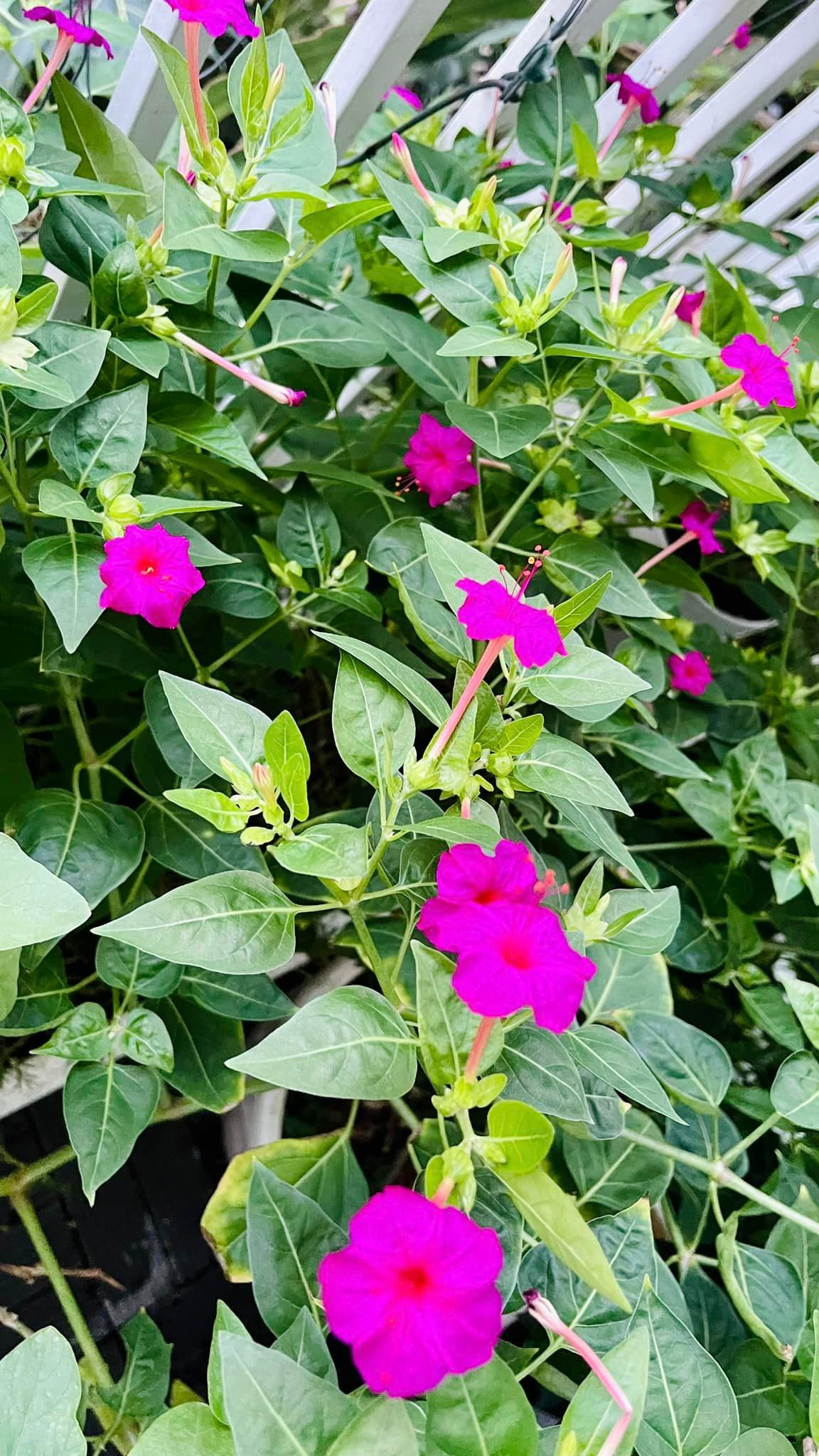 Hoa phấn nổi bật đủ làm say đắm lòng người.