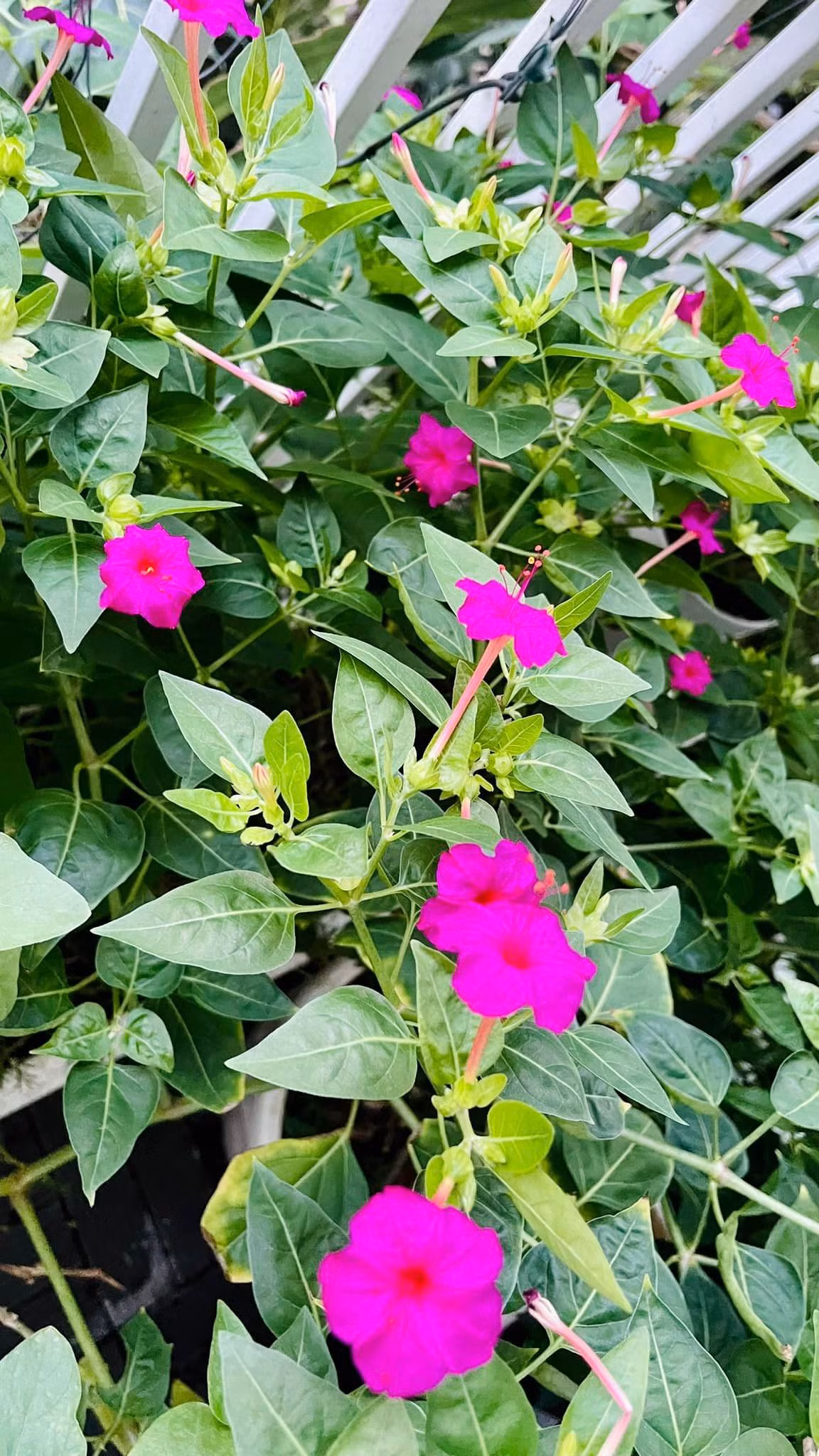 Hoa phấn nổi bật đủ làm say đắm lòng người.