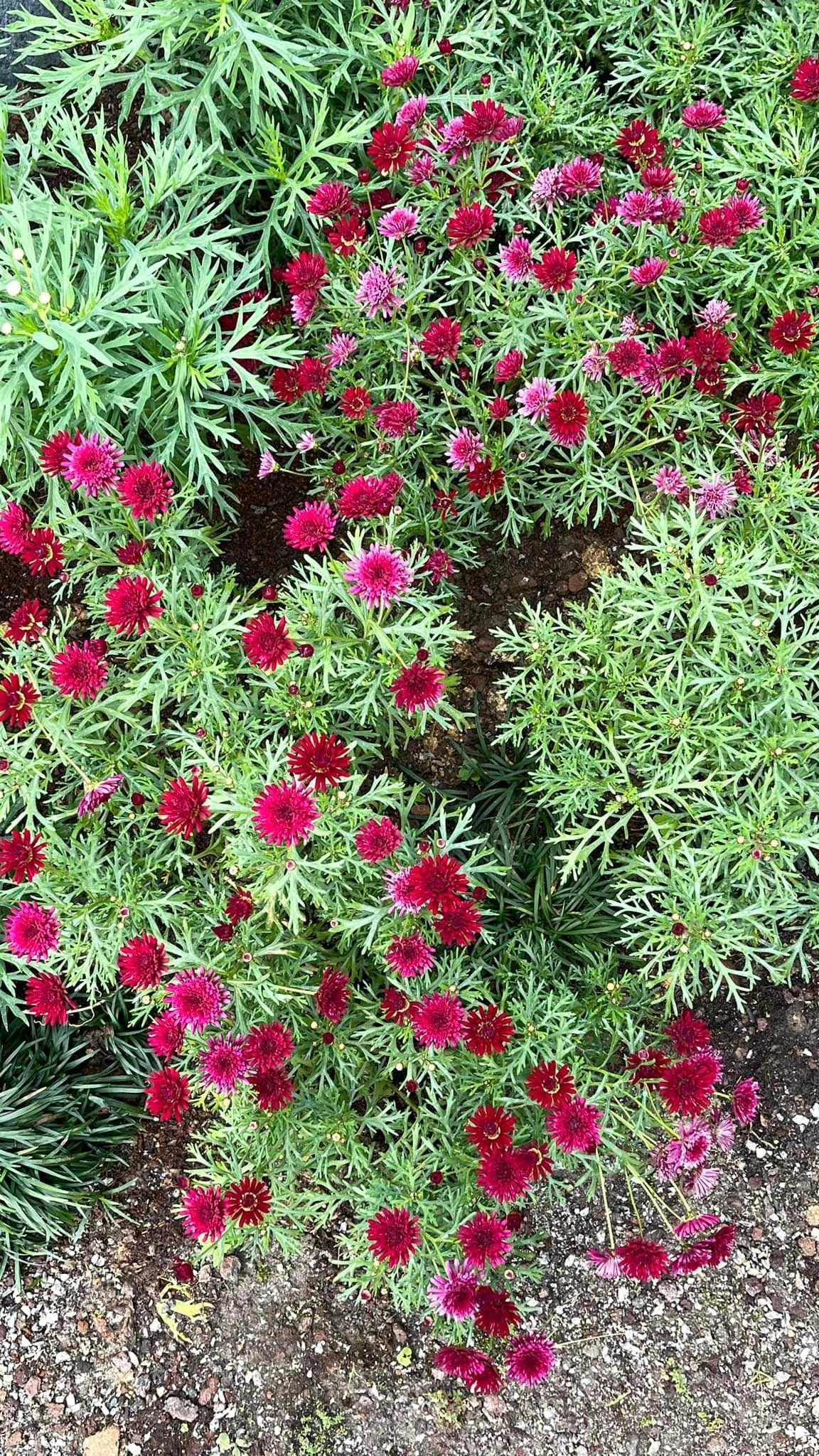 Dịp Tết năm ngoái, Thân Thúy Hà cũng khoe khu vườn rực rỡ với đủ loại hoa.