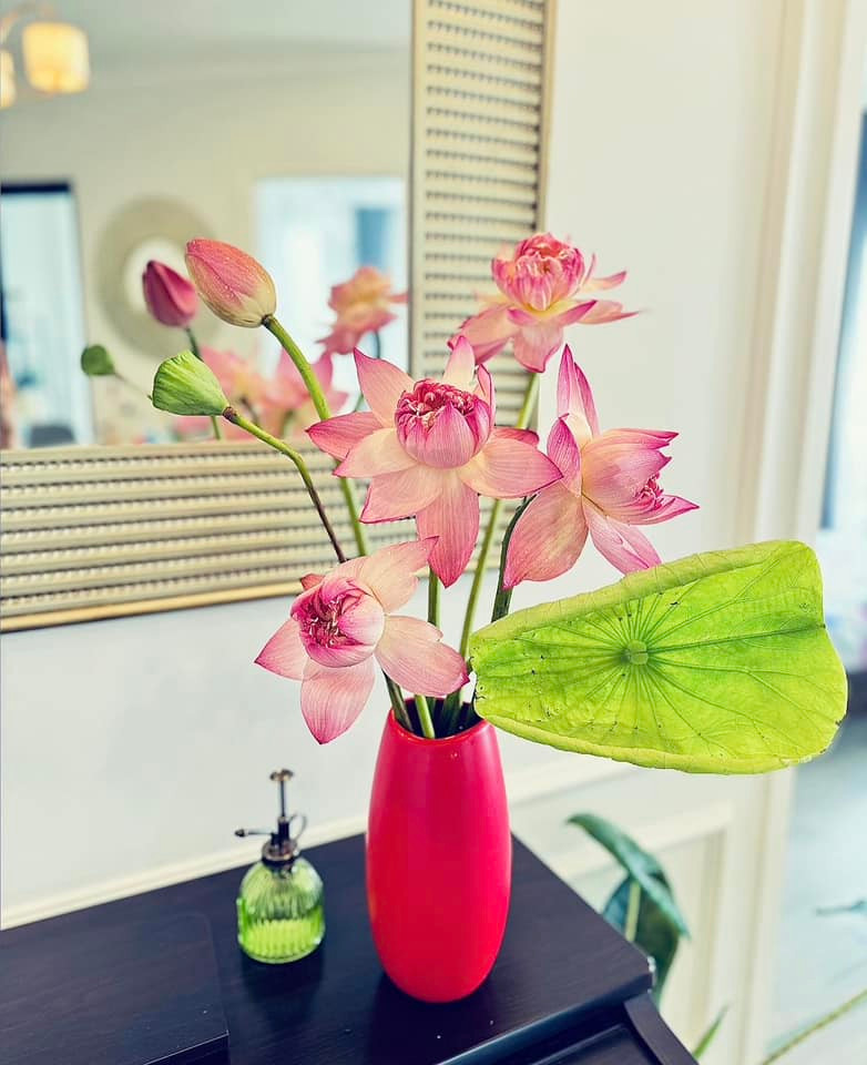 Hoa sen nhẹ nhàng vạn người mê. Ảnh: FB Trần Minh Trang