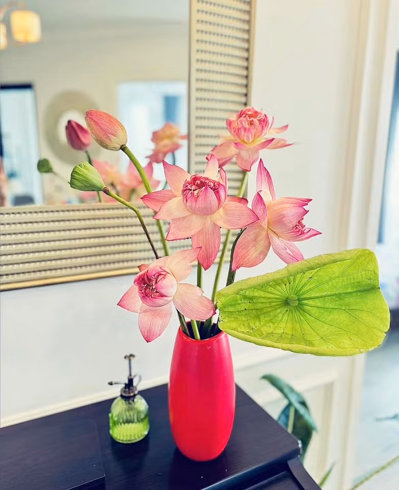 Hoa sen nhẹ nhàng vạn người mê. Ảnh: FB Trần Minh Trang