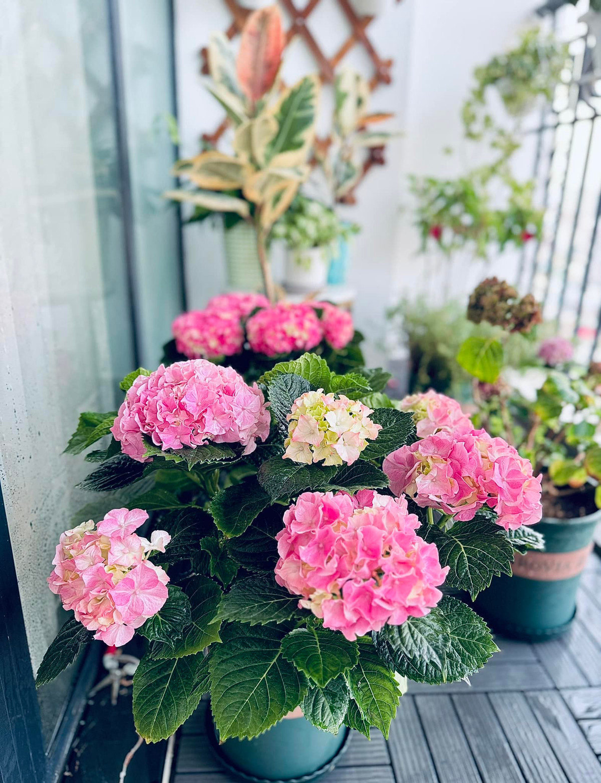 Ban công nhà BTV Khánh Trang cũng rực rỡ sắc hoa. Ảnh: FB Trần Minh Trang