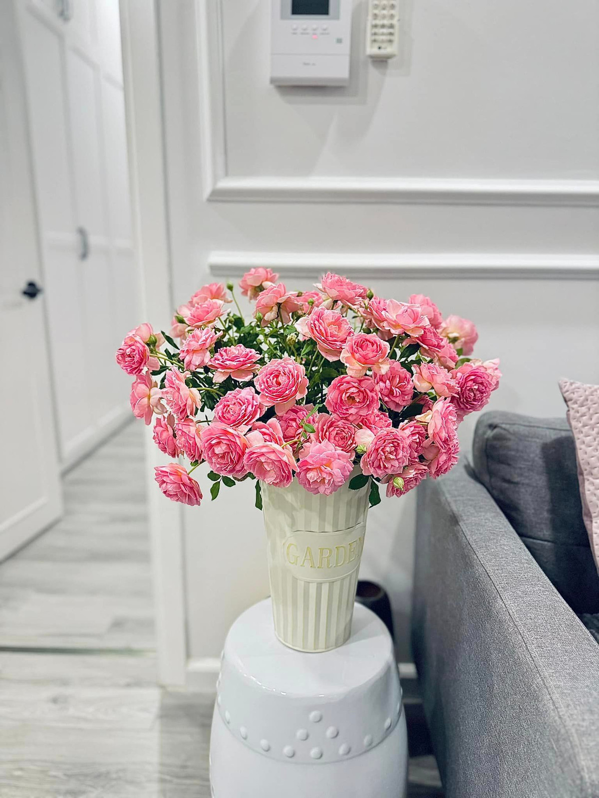 Đoá sen cạn Julibee vừa vặn và xinh đẹp. Ảnh: FB Trần Minh Trang