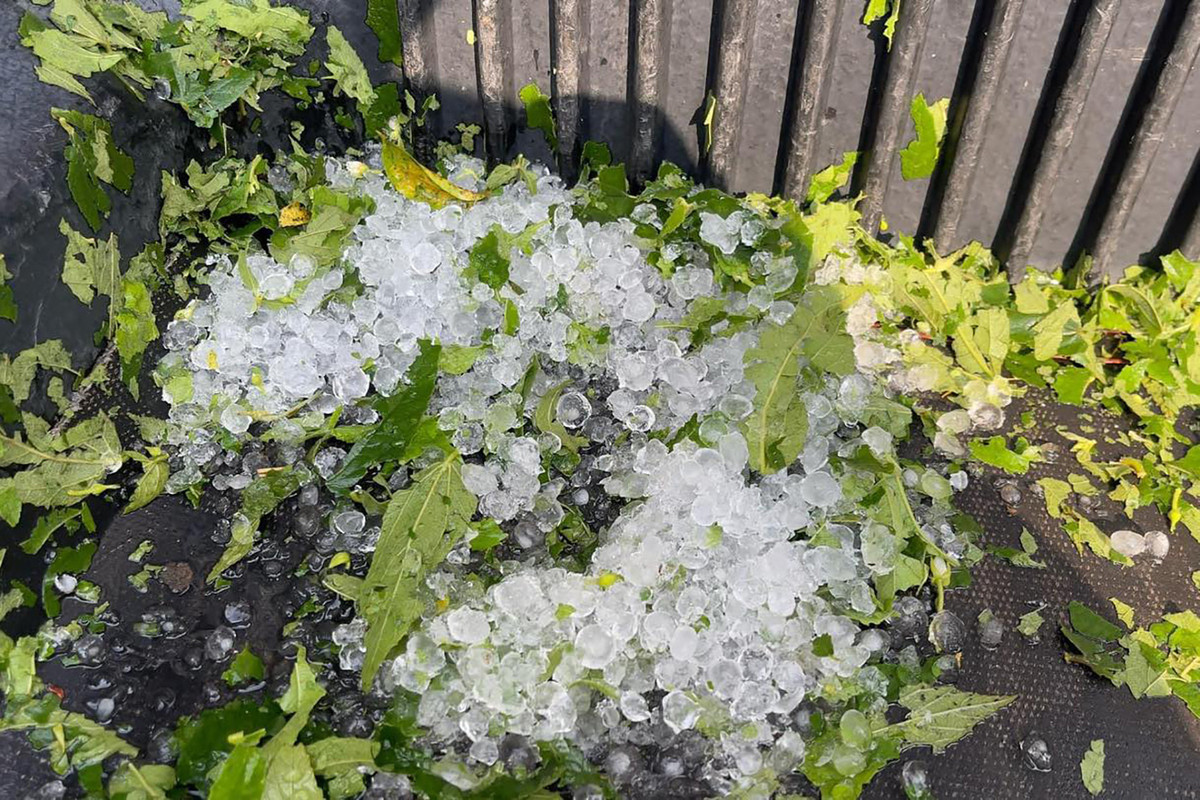 Cơn mưa không gây thiệt hại về người nhưng đã khiến nhiều cột điện và cây cối tại phường Hà Khánh đổ ra đường. Hiện các địa phương ở Quảng Ninh đang thống kê thiệt hại sau trận mưa đá vừa xảy ra. Những viên đá bằng đốt ngón tay được người dân gom lại sau trận mưa. Ảnh: QMG