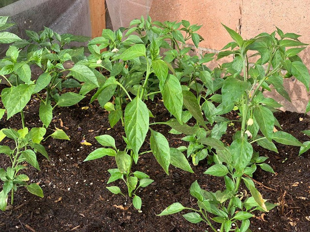 Luống rau cải xanh mướt mắt. Ảnh: FBNV