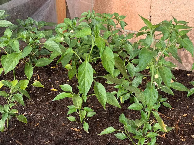 Luống rau cải xanh mướt mắt. Ảnh: FBNV