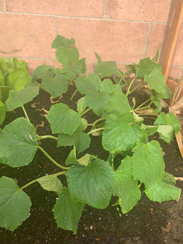  Minh Tuyết từng lộ việc cô gieo trồng vườn rau trước sân nhà trong khoảng thời gian nghỉ ngơi mùa dịch. Ảnh: FBNV