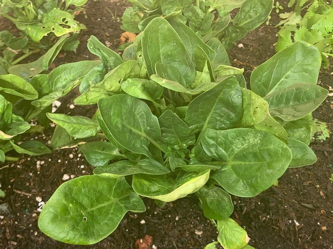 Chỉ sau một thời gian ngắn, vườn rau trong nhà Minh Tuyết đã tốt um. Ảnh: FBNV