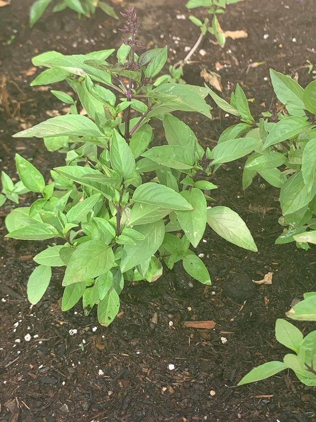 Nữ ca sĩ còn trồng các loại rau gia vị của Việt Nam. Ảnh: FBNV