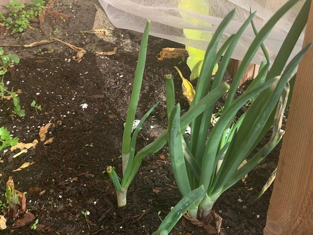 Biệt thự của Minh Tuyết có tông nâu trầm chủ đạo, rộng rãi, có khoảng sân rộng để xe. Đặc biệt, trong khuôn viên biệt thự, Minh Tuyết trồng rất nhiều loại rau Việt Nam như cải xanh, ớt, xà lách, lá é... Ảnh: FBNV