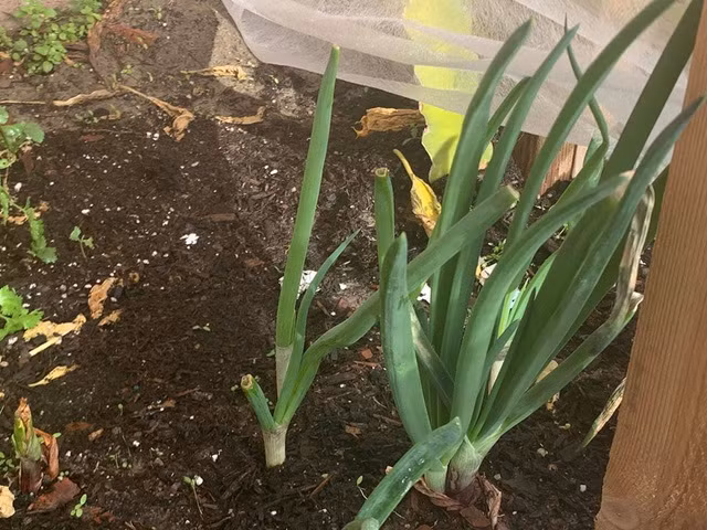 Biệt thự của Minh Tuyết có tông nâu trầm chủ đạo, rộng rãi, có khoảng sân rộng để xe. Đặc biệt, trong khuôn viên biệt thự, Minh Tuyết trồng rất nhiều loại rau Việt Nam như cải xanh, ớt, xà lách, lá é... Ảnh: FBNV