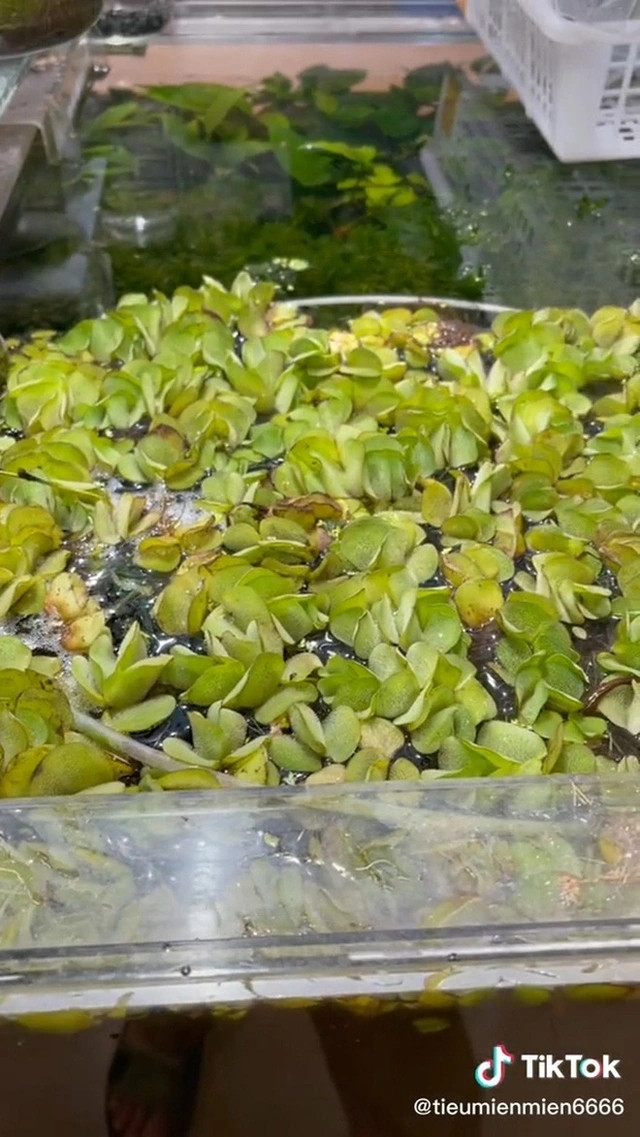 Ở đất nước mặt trời mọc, người dân thường mua bèo tây trong siêu thị về ăn, làm gỏi, chữa bệnh hoặc dùng để lọc nước. Ảnh: Tiktok