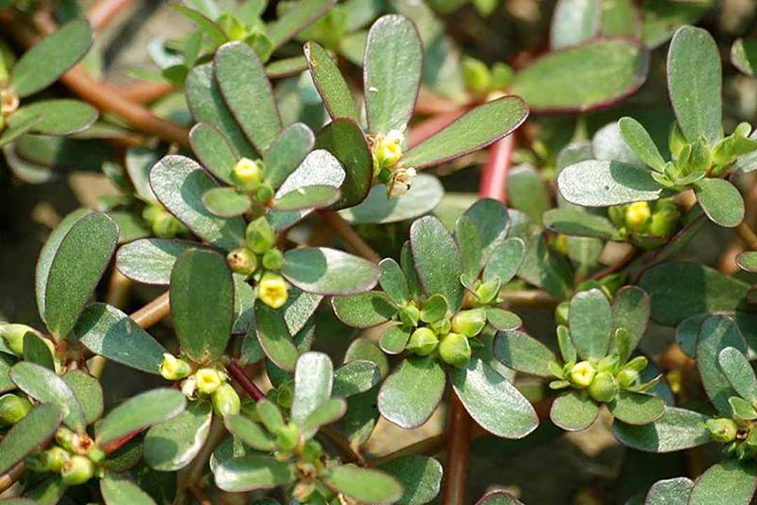 Rau sam (hay còn gọi mã xỉ thái, răng ngựa trường thọ thái) là loại rau mọc dại đầy ruộng, ao hồ hay ven đường tại Việt Nam. Nhiều nơi dùng rau sam làm thức ăn cho lợn, bò. Ảnh: Internet