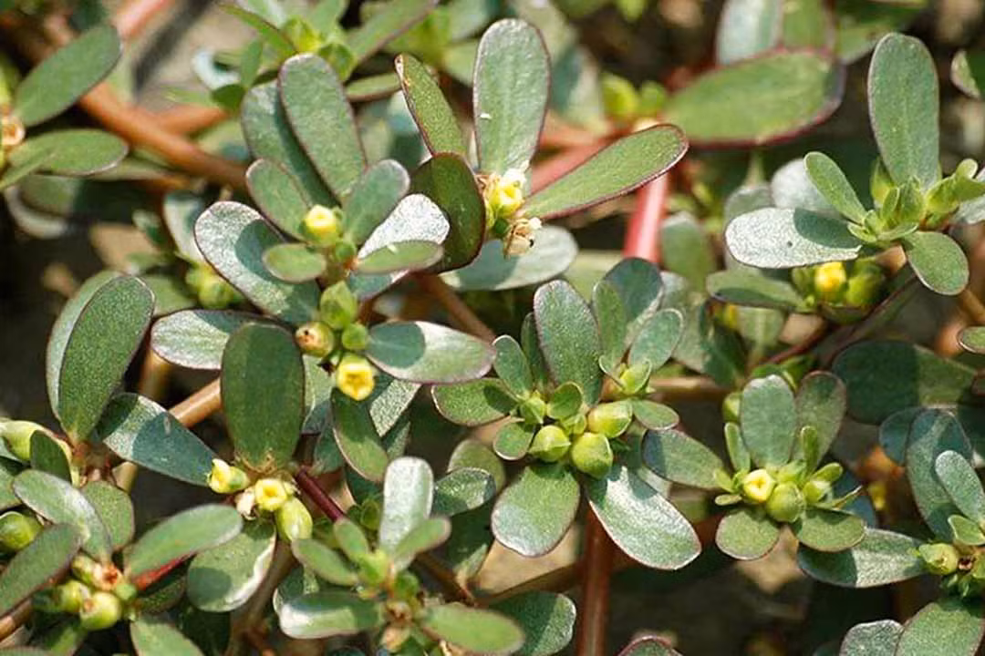 Rau sam (hay còn gọi mã xỉ thái, răng ngựa trường thọ thái) là loại rau mọc dại đầy ruộng, ao hồ hay ven đường tại Việt Nam. Nhiều nơi dùng rau sam làm thức ăn cho lợn, bò. Ảnh: Internet