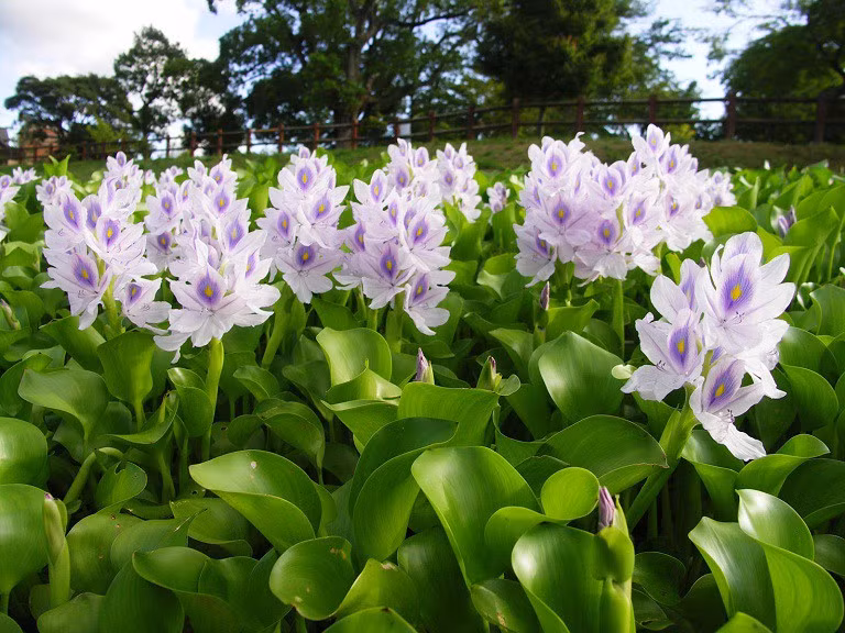 Lục bình (hay bèo tây) là rau dại mọc dày đặc trong ao hồ, kênh rạch trên khắp vùng miền tại Việt Nam. Phần lớn bèo tây được sử dụng để làm thức ăn cho gia súc như vịt, gà và lợn. Ảnh: Internet