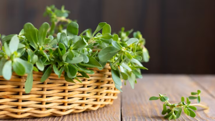 Ít được chú ý tại Việt Nam nhưng ở một số nước như Nhật Bản Trung Quốc, Ấn Độ, Châu Âu và Châu Mỹ, rau sam lại được "săn lùng" để sử dụng trong ẩm thực và y học. Ảnh: Internet