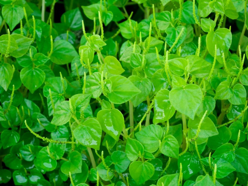 Tại Philippines, người dân dùng lá càng cua đắp để điều trị ung nhọt và vết loét. Người Trung Quốc và Brazil dùng nước ép rau càng cua để trị bệnh viêm kết mạc. Ảnh: Internet