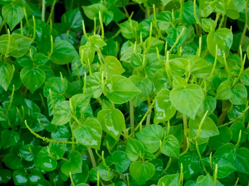 Tại Philippines, người dân dùng lá càng cua đắp để điều trị ung nhọt và vết loét. Người Trung Quốc và Brazil dùng nước ép rau càng cua để trị bệnh viêm kết mạc. Ảnh: Internet