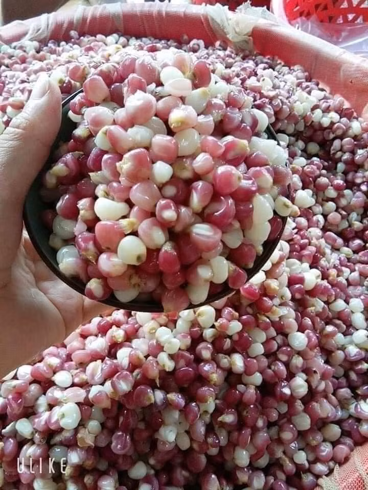 Ngô nếp bung là món ăn dân dã hàng ngày của người dân vùng cao. Nhưng mấy năm nay, ngô nếp bung được người dân thành phố đặt mua về làm món ăn đổi vị. Ảnh: FB Dung Thùy