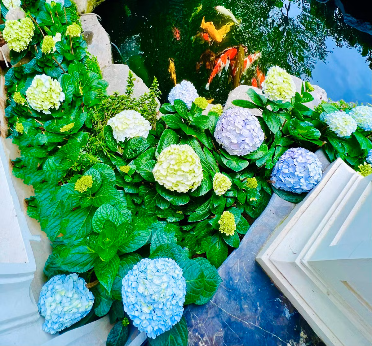 Mới đây, diễn viên Lã Thanh Huyền khoe mùa cẩm tú cầu nở rộ trong vườn nhà khiến mọi người xuýt xoa.