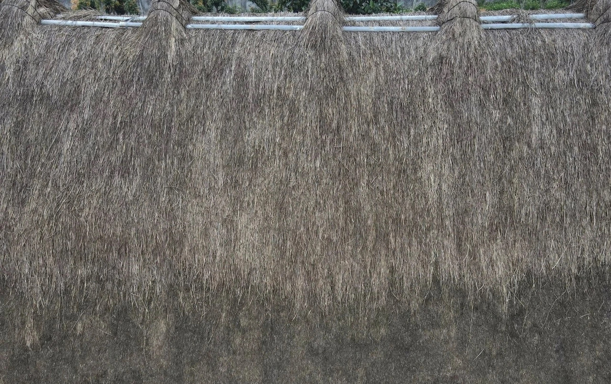 Qua thời gian mái bổi bị hoai mục, khoảng 20-23 năm phải tháo dỡ lợp lại toàn bộ mái Ảnh: Dân Việt