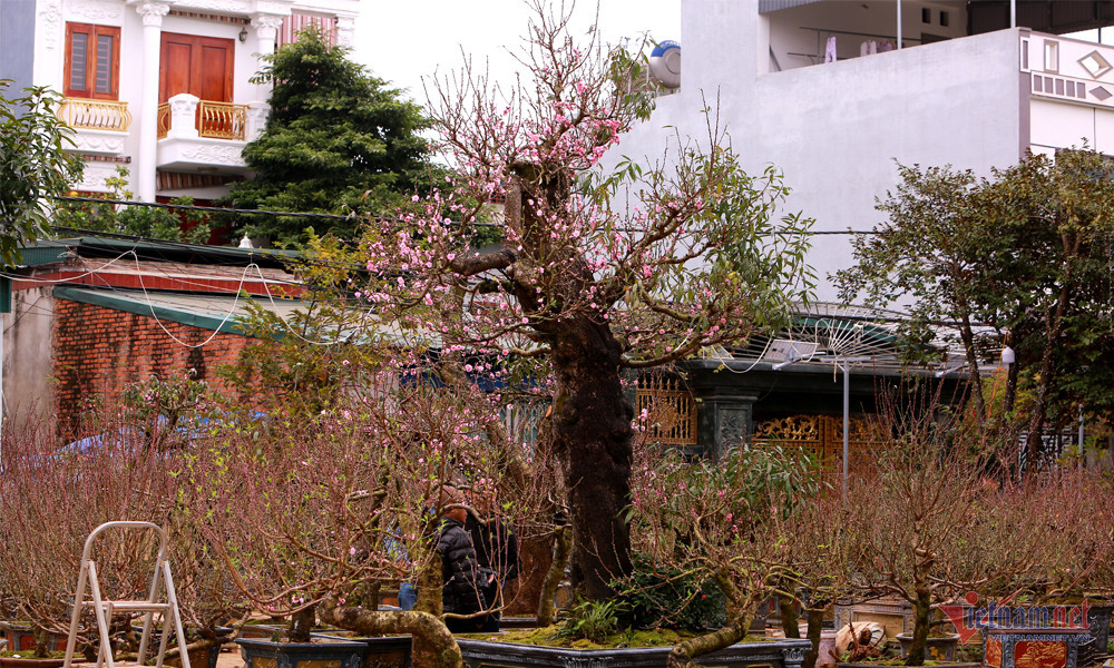 Những ngày này, trên khắp các tuyến đường ở TP Thanh Hóa bày bán nhiều cây cảnh phục vụ người dân chơi Tết Giáp Thìn 2024. Đặc biệt, cây đào cổ thụ trăm tuổi được chủ vườn rao giá cho thuê gần 100 triệu đồng. Ảnh: Vietnamnet