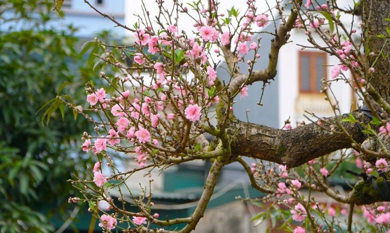 Hoa đào màu hồng nhạt, có từ 30 đến 32 cánh. Ảnh: Dân trí