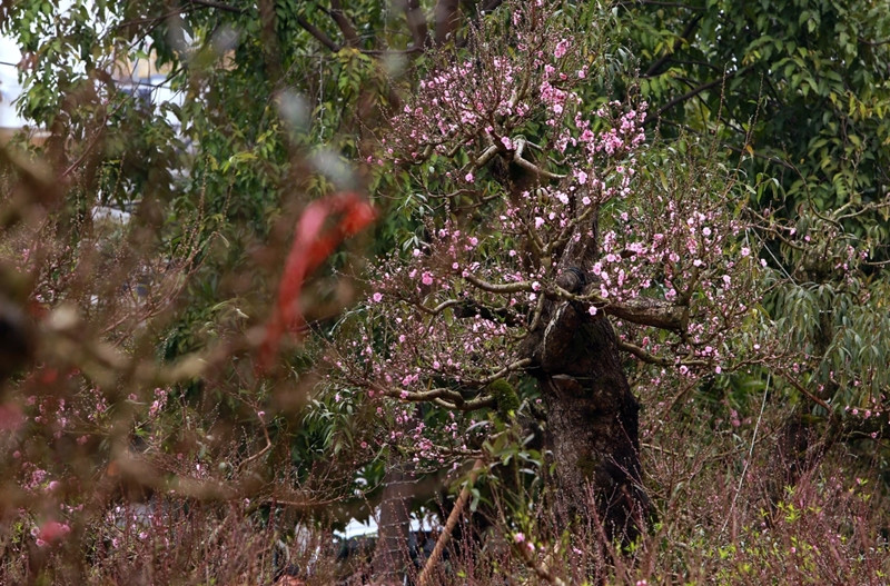 Chủ vườn cho biết đây là cây đào phai quý hiếm chỉ cho thuê chứ không bán. Ảnh: Plo