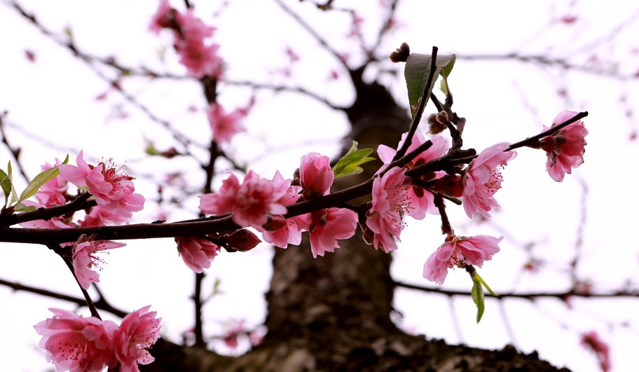 Đây được xem là cây đào to nhất tỉnh Thanh Hóa. Ảnh: Vietnamnet