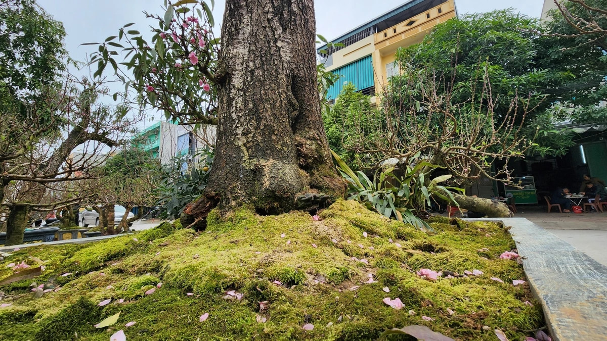 Đường kính gốc cây khoảng 60 cm, thân hình xù xì. Ảnh: Plo