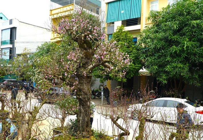 "Cụ đào" cao 6m, nặng hơn 2 tấn. Ảnh: Dân trí