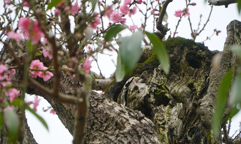 Chủ nhân còn đắp thêm rêu ở dưới gốc tạo thêm nét cổ kính cho cây đào. Ảnh: Dân trí