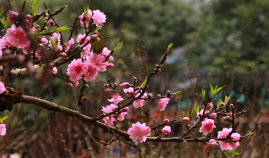 Năm nay thời tiết thuận lợi nên hoa đào rất đẹp. Ảnh: Vietnamnet