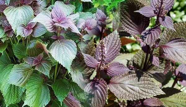 Tương tự, lá tía tô ở Việt Nam cũng giá rẻ, thậm chí dễ dàng xin được ở các vùng quê. Nhưng khi xuất sang Nhật, tía tô được có giá siêu đắt đỏ. Ảnh: Internet