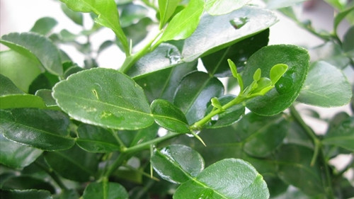 Lá chanh Việt Nam được thị trường châu Âu ưa chuộng vì thơm, đậm đà hơn so với lá chanh từ các nước khác. Ảnh: Internet