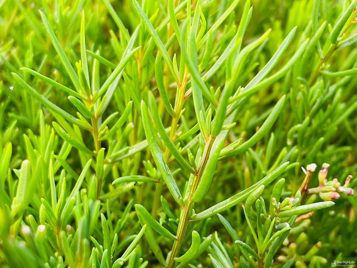 Tại các vùng quê, rau nhót khá rẻ, từ 15.000 - 35.000 đồng/kg. Nhưng trong nhà hàng hoặc trên thành phố, giá rau nhót có thể lên tới 70.000 - 100.000 đồng/kg. Ảnh: Dân Việt