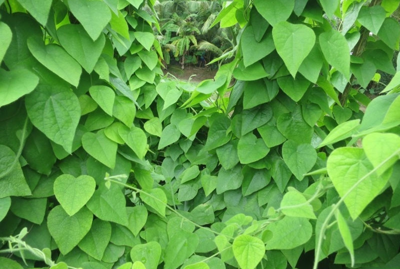 Từng là loại cây dại ở núi rừng, sương sâm giờ đây được người nông dân đưa về trồng quy mô lớn, thu về tiền tỷ mỗi năm. Ảnh: Báo dân tộc