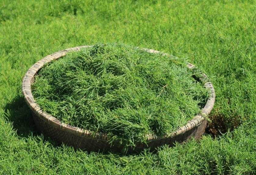 Nhờ mức giá đắt đỏ, anh Trần Văn Quân (ở xã Quỳnh Vinh, thị xã Hoàng Mai, tỉnh Nghệ An) đã bỏ công việc ổn định về quê thuê đất hoang trồng rau nhót dại, mỗi năm thu hoạch 40 tấn, lời khoảng một tỷ đồng. Ảnh: Baophapluat